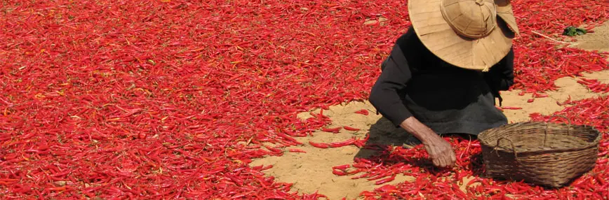A villager drying chilli under the sun in Ywa Thit Village