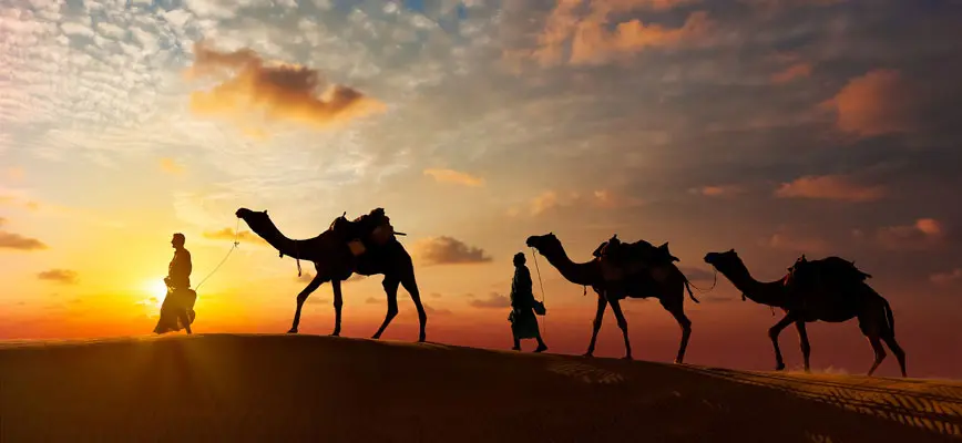 the camel safari at sunset
