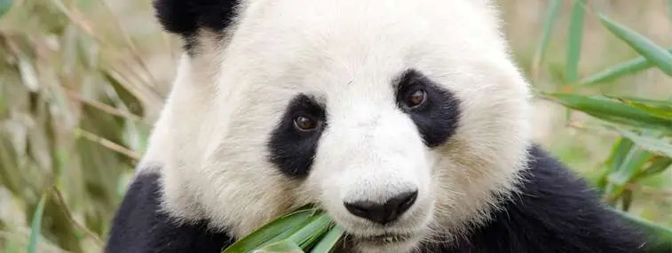 Panda eating bamboo